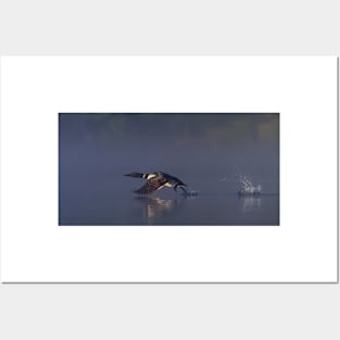 Common loon skipping Posters and Art